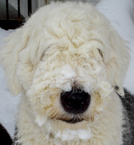 Bristow, one of our Old English Sheepdogs, after playing in the snow.