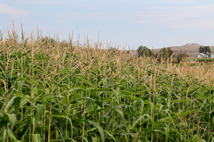 A corn field in eastern Wyoming. Photo ©2013 by Mark Gillespie.