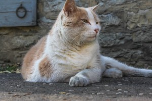 Woodford Reserve's resident cat, Elijah, who passed away on June 30, 2014. Photo ©2011 by Mark Gillespie. 