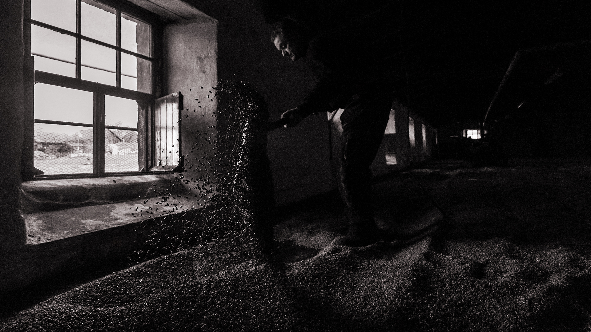 Alan Munson turns barley on the malting floor at Scotland's Highland Park Distillery. Photo ©2017, Mark Gillespie/CaskStrength Media.