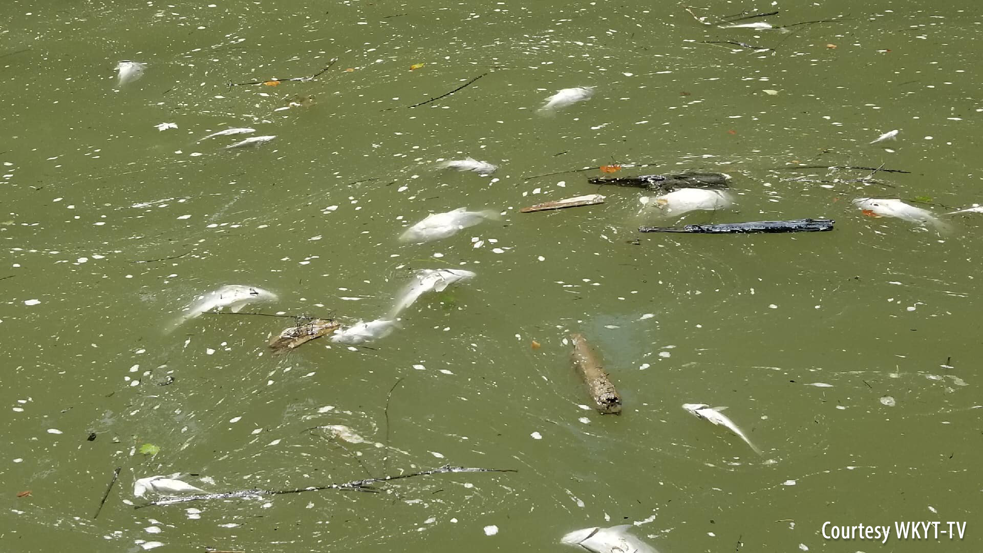 Fish floating in the Kentucky River following the Jim Beam warehouse fire. Photo courtesy WKYT-TV, Lexington, KY.