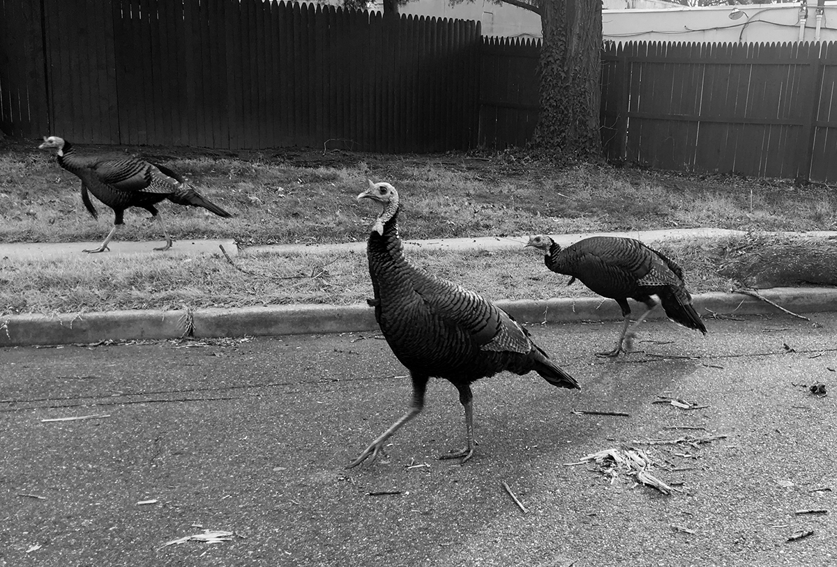 What do these birds walking through our New Jersey neighborhood have to do with whisky? Well, they're Wild Turkeys, of course! This week, author David Jennings joins us on the podcast to talk about his new book "American Spirit: Wild Turkey Bourbon from Ripy to Russell."