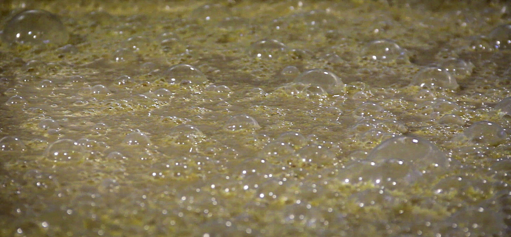 Yeast bubbling in a fermenter. File photo ©2020, Mark Gillespie/CaskStrength Media.