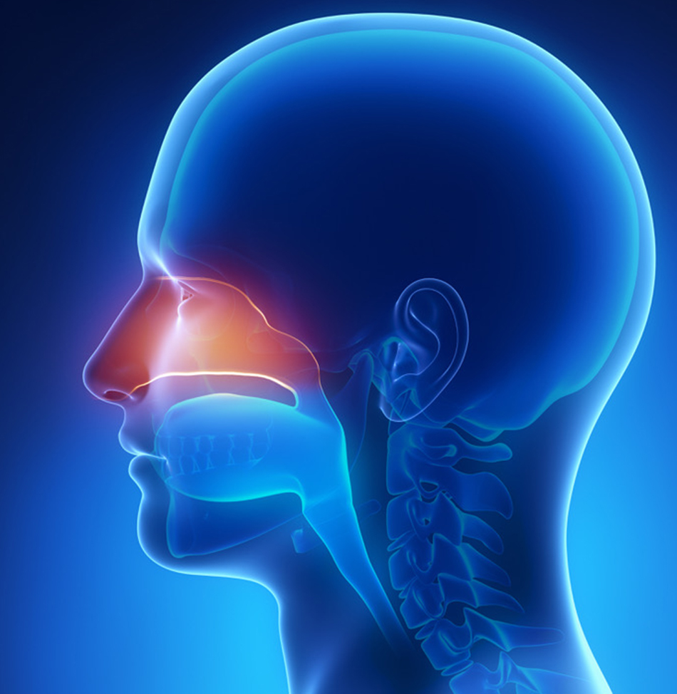 An illustration of the nasal cavity. Image courtesy Shutterstock.
