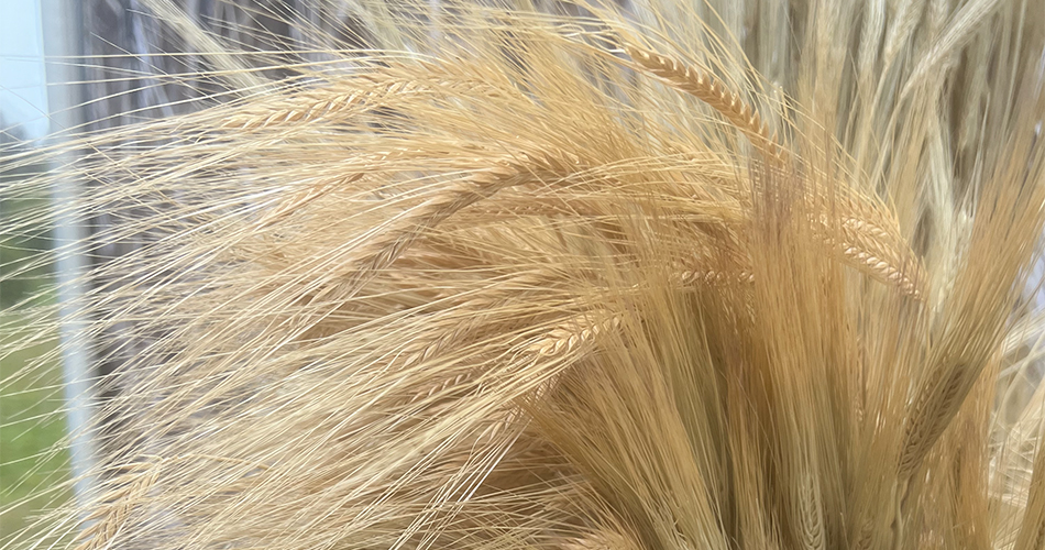 A close-up of rye grain used in rye whisky.