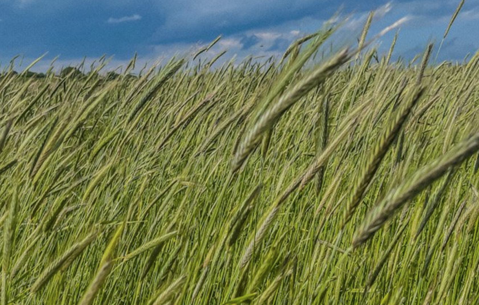 A field of Rosen Rye in Pennsylvania. Image courtesy Stoll & Wolfe Distillery.